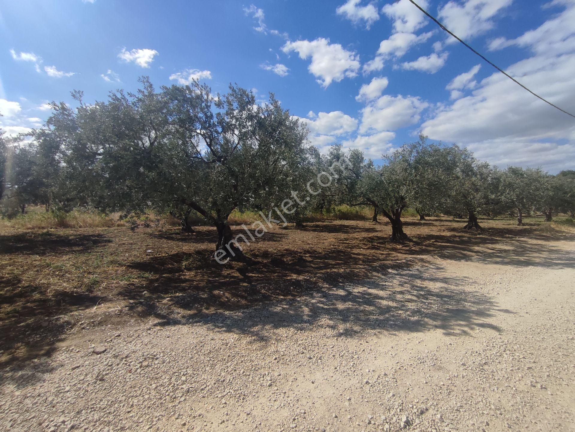 Bulut Yatırımdan 820 M² % 20 İmarlı Kovalıkta Köşe Parsel Arsa - Görsel 24