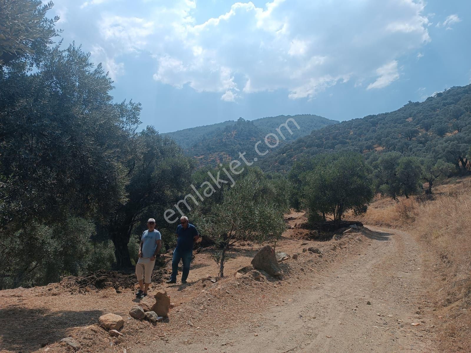 Duru Emlak'tan Satılık Aydın Bozdoğan Yaka Mahallesi'nde Satılık Zeytinlik - Görsel 4
