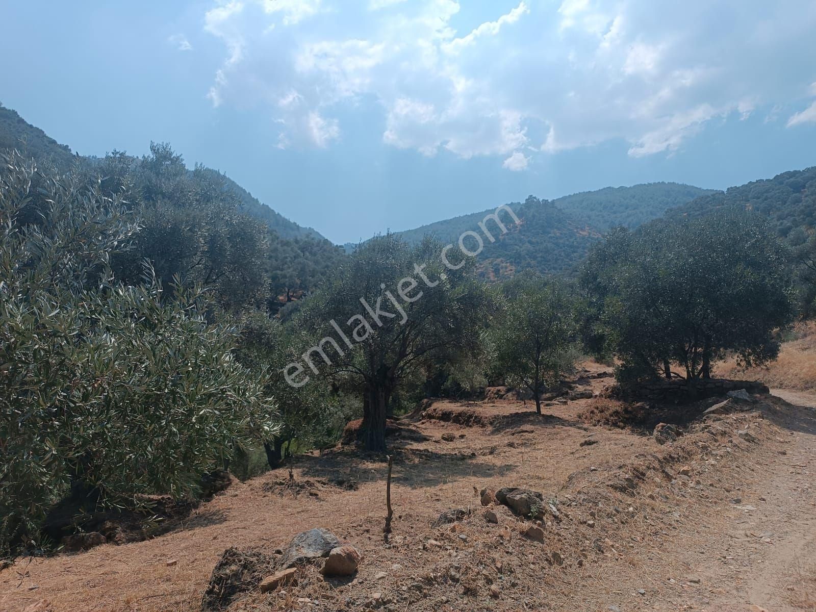 Duru Emlak'tan Satılık Aydın Bozdoğan Yaka Mahallesi'nde Satılık Zeytinlik - Görsel 3