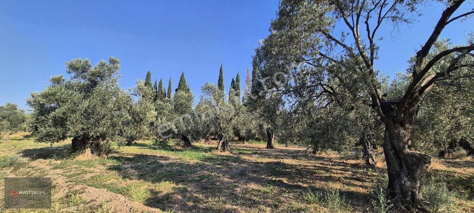 İncir Ve Zeytin Bahçesi - Görsel 15