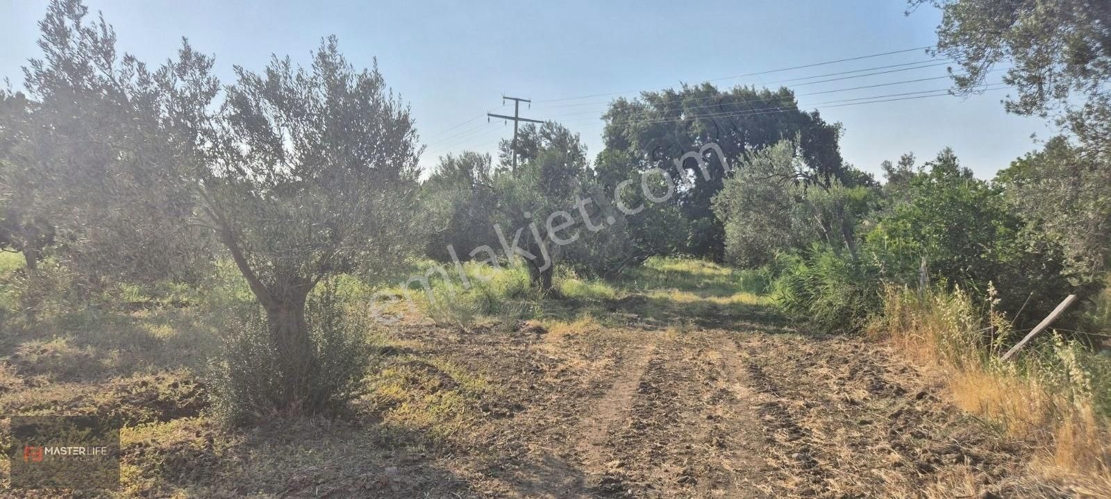 İncir Ve Zeytin Bahçesi - Görsel 18