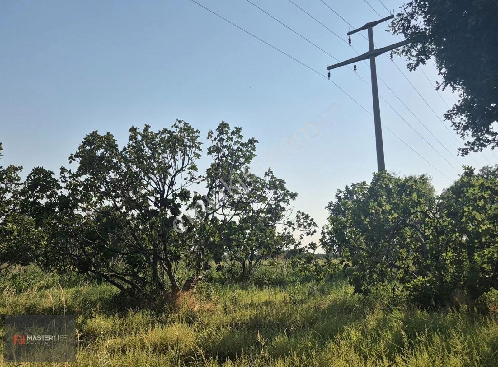 İncir Ve Zeytin Bahçesi - Görsel 10