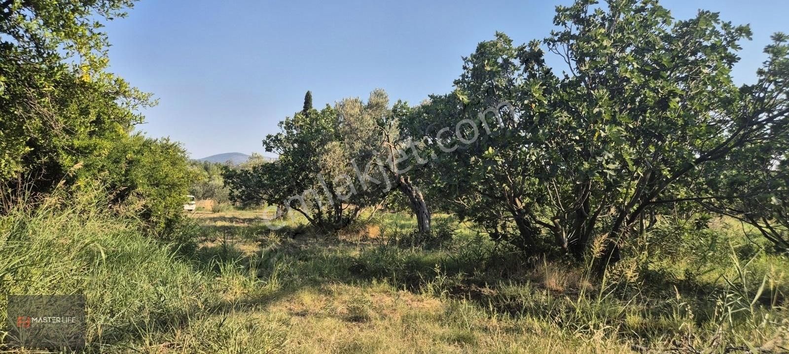 İncir Ve Zeytin Bahçesi - Görsel 16