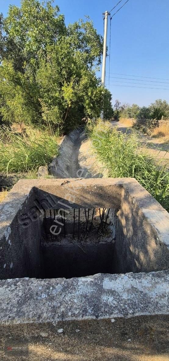 İncir Ve Zeytin Bahçesi - Görsel 7