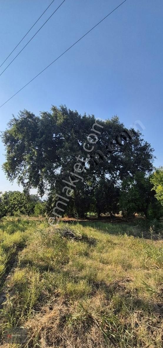 İncir Ve Zeytin Bahçesi - Görsel 6