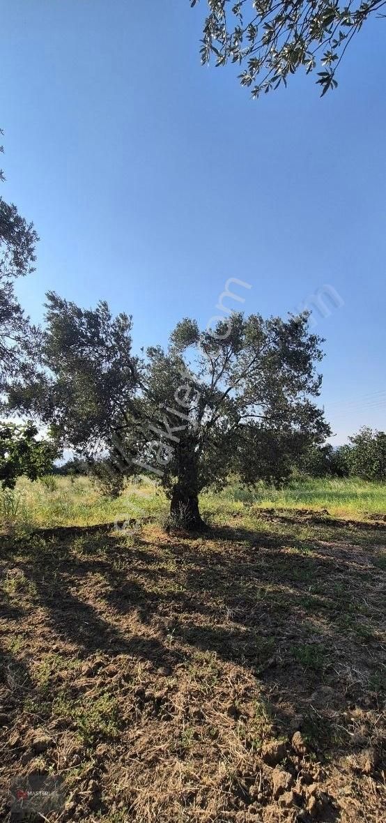 İncir Ve Zeytin Bahçesi - Görsel 8