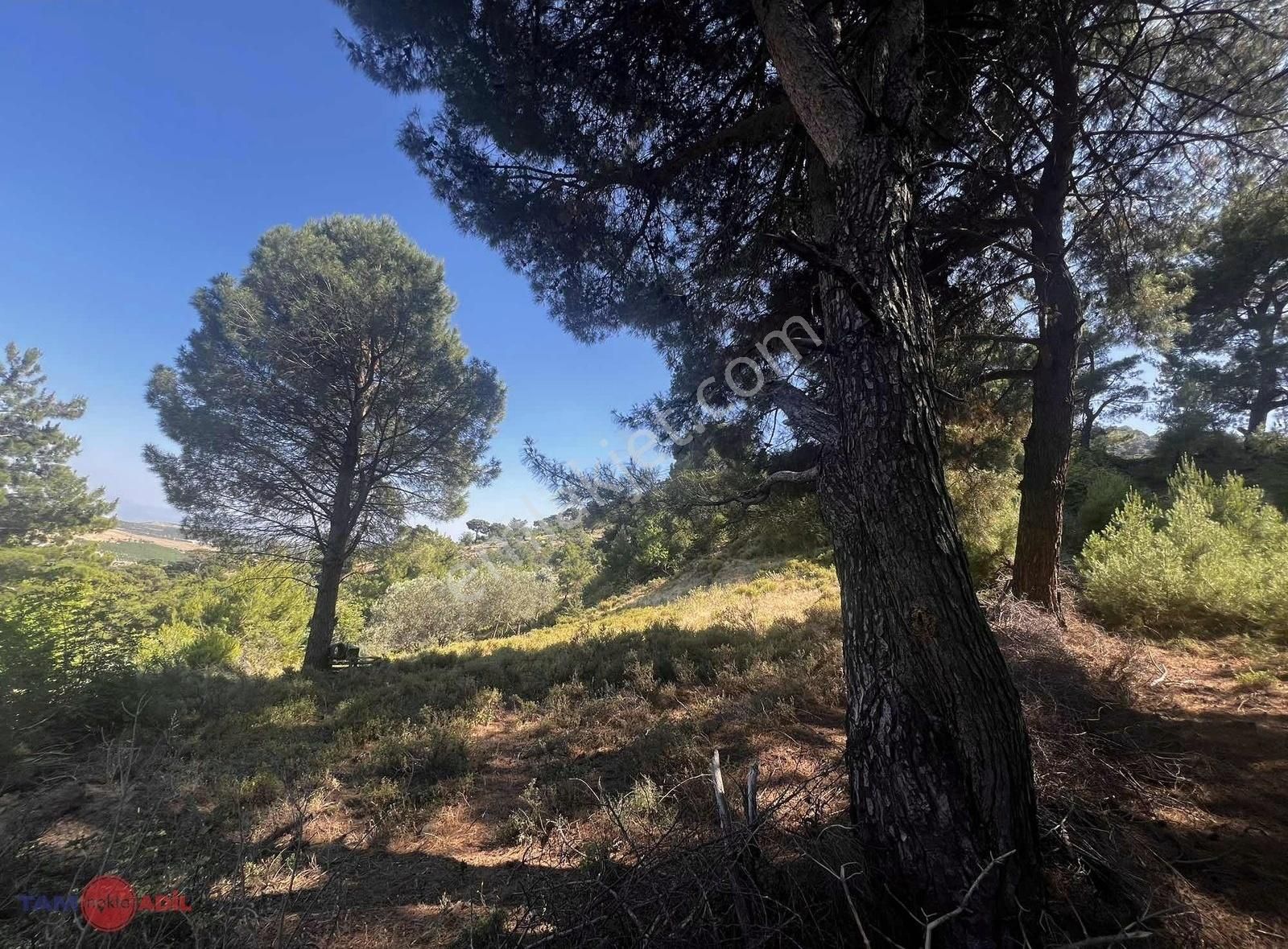 Avunduruk Köyünde Satılık 1.780 M2 İmarlı Arsa - Görsel 11