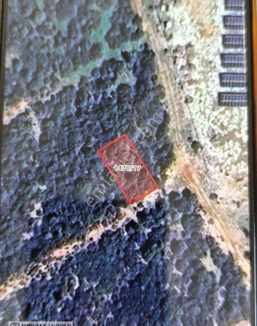 Didim Akyeniköy Villa Arsası