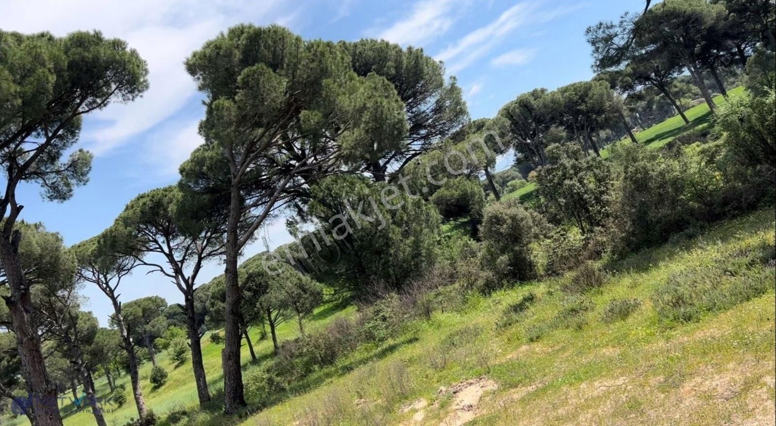 Milas Çamlıyurt Köyü'n De Yatırıma Uygun 11147 M2 Satılık Tarla