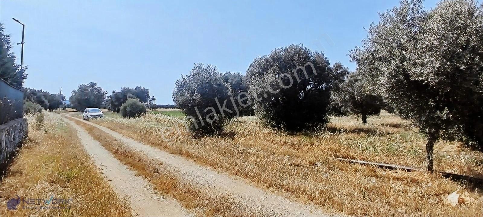 Milas Ağaçlıhüyükde 8637 M2 Yatırım İçin Benzersiz Zeytinlik!