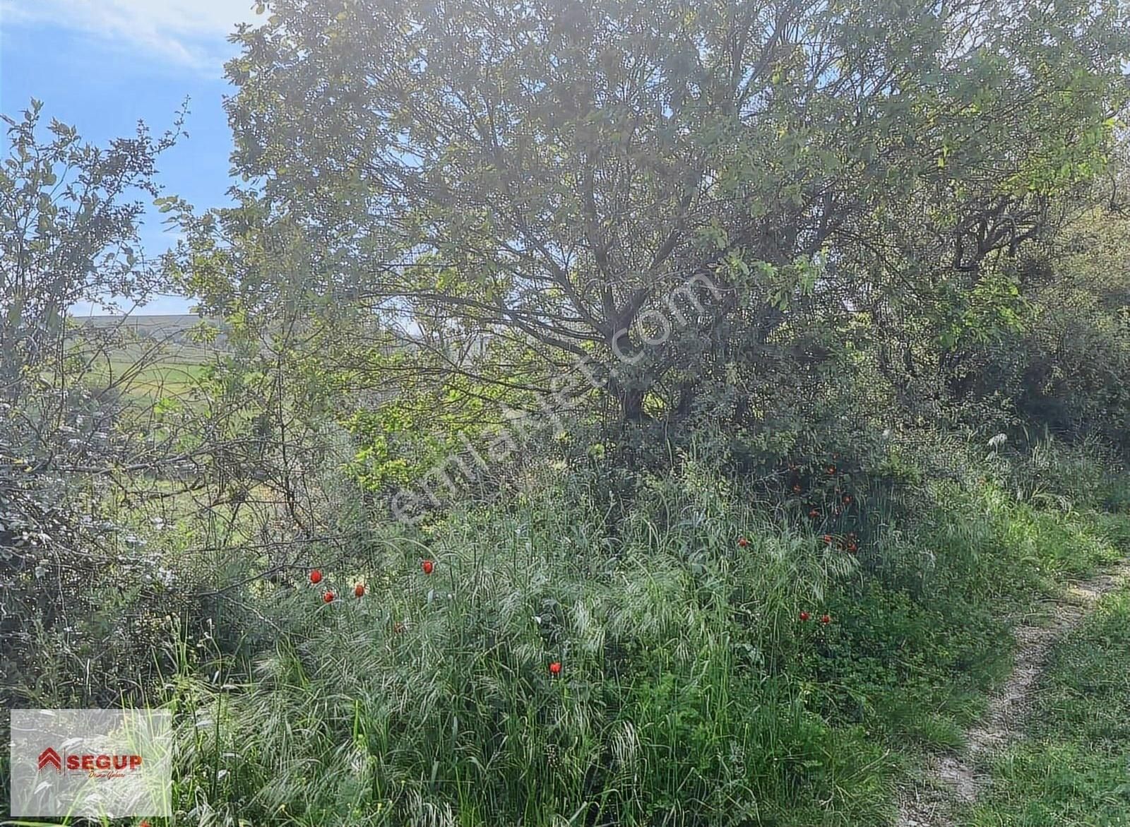 Samsun Kavak Karaaslan Mahallesinde 1583 M2 Tarlamız Satılıktır