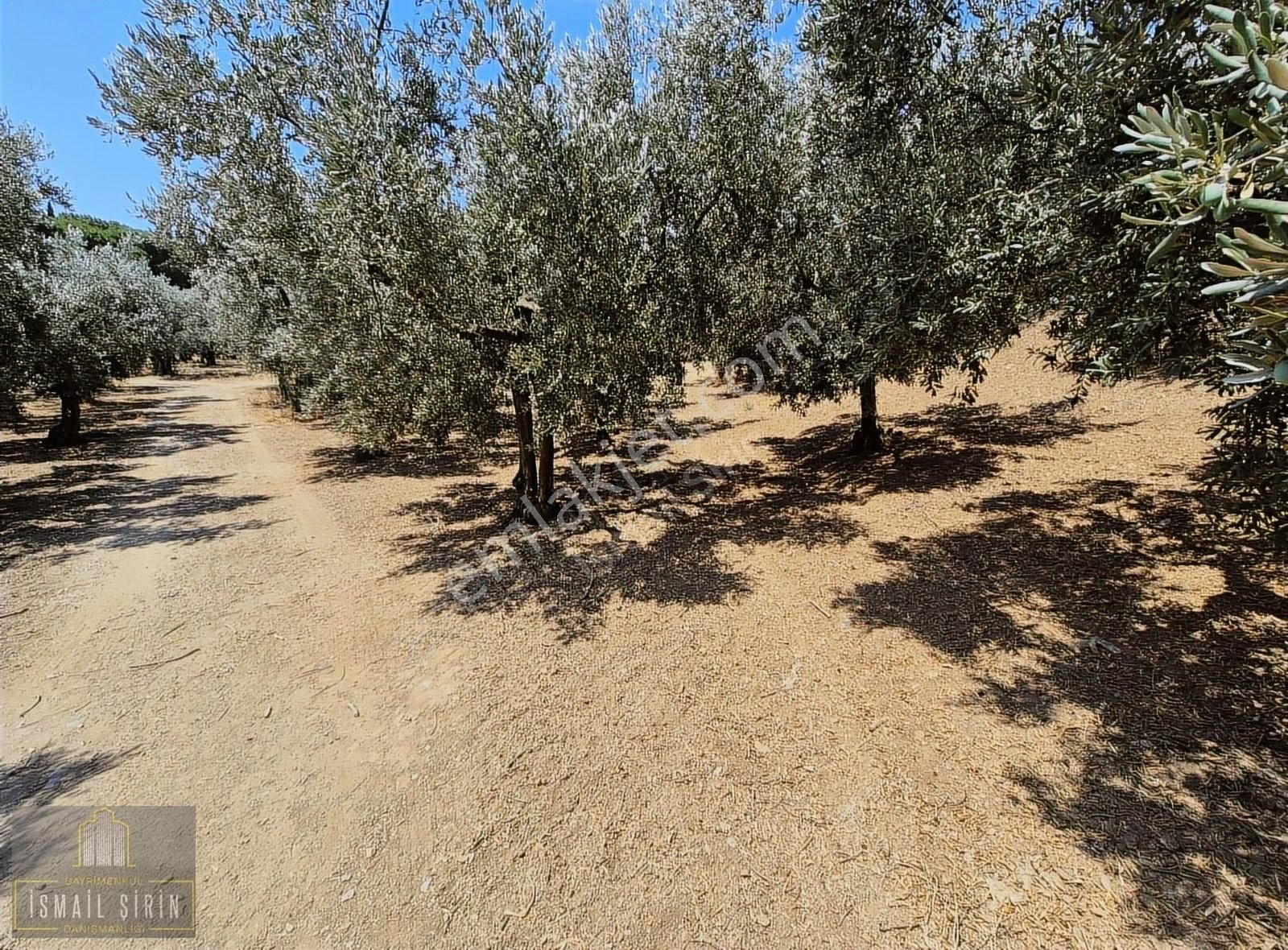 İsmail Şirinden Kumla Köy Yolunda Asfalta 50mt Konut İmarlı Arsa - Görsel 13