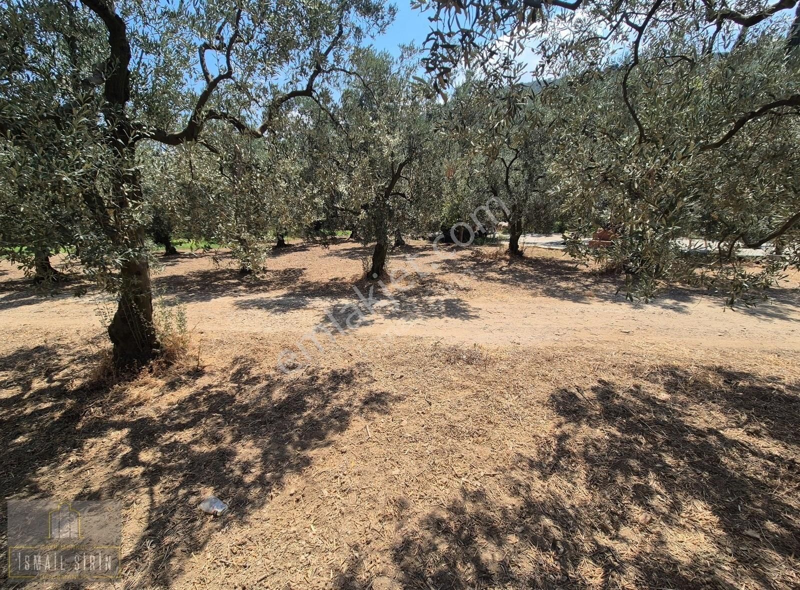 İsmail Şirinden Kumla Köy Yolunda Asfalta 50mt Konut İmarlı Arsa - Görsel 4