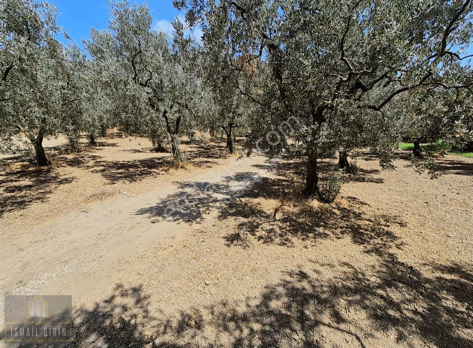 İsmail Şirinden Kumla Köy Yolunda Asfalta 50mt Konut İmarlı Arsa - Görsel 14