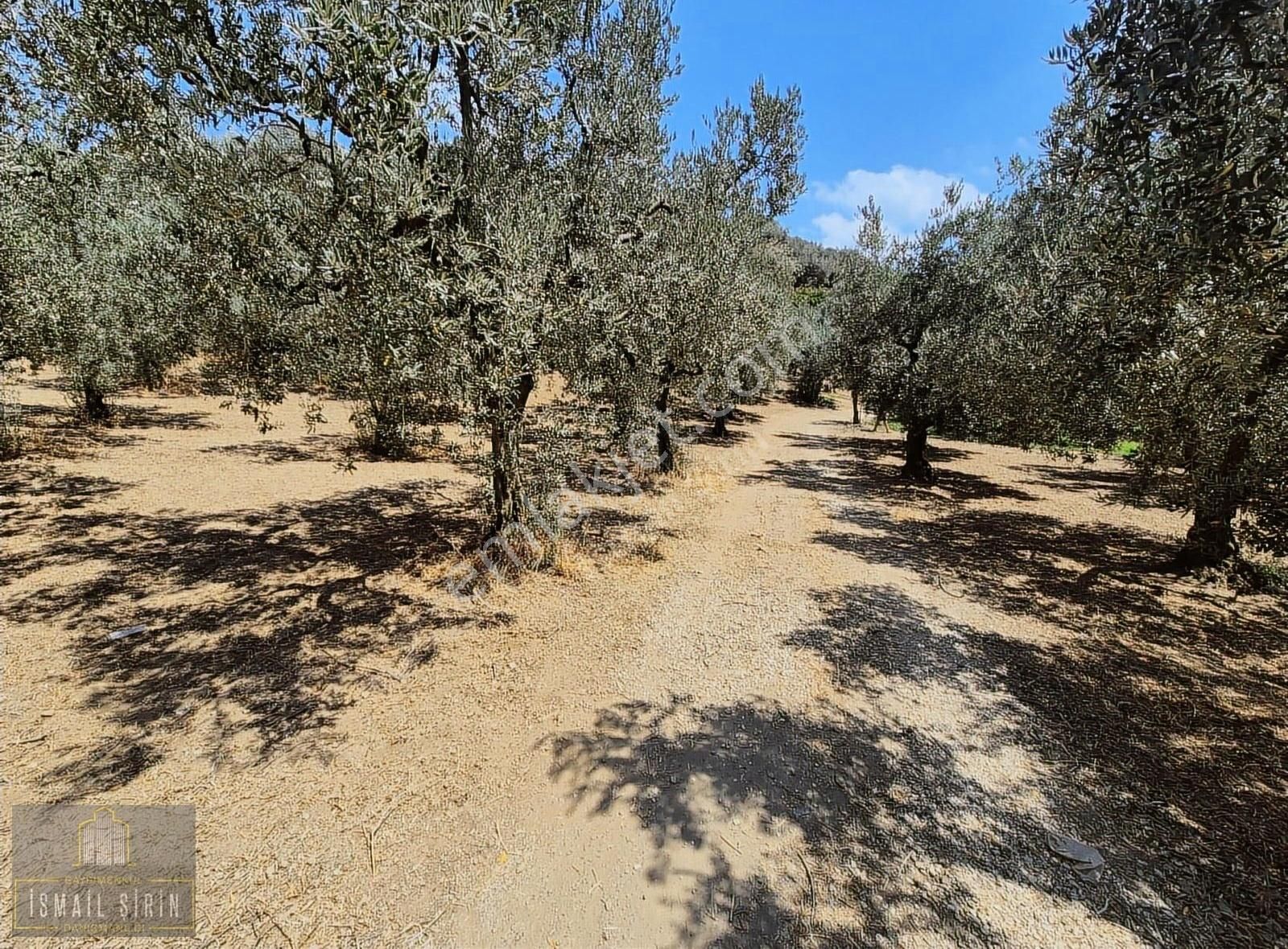 İsmail Şirinden Kumla Köy Yolunda Asfalta 50mt Konut İmarlı Arsa - Görsel 8