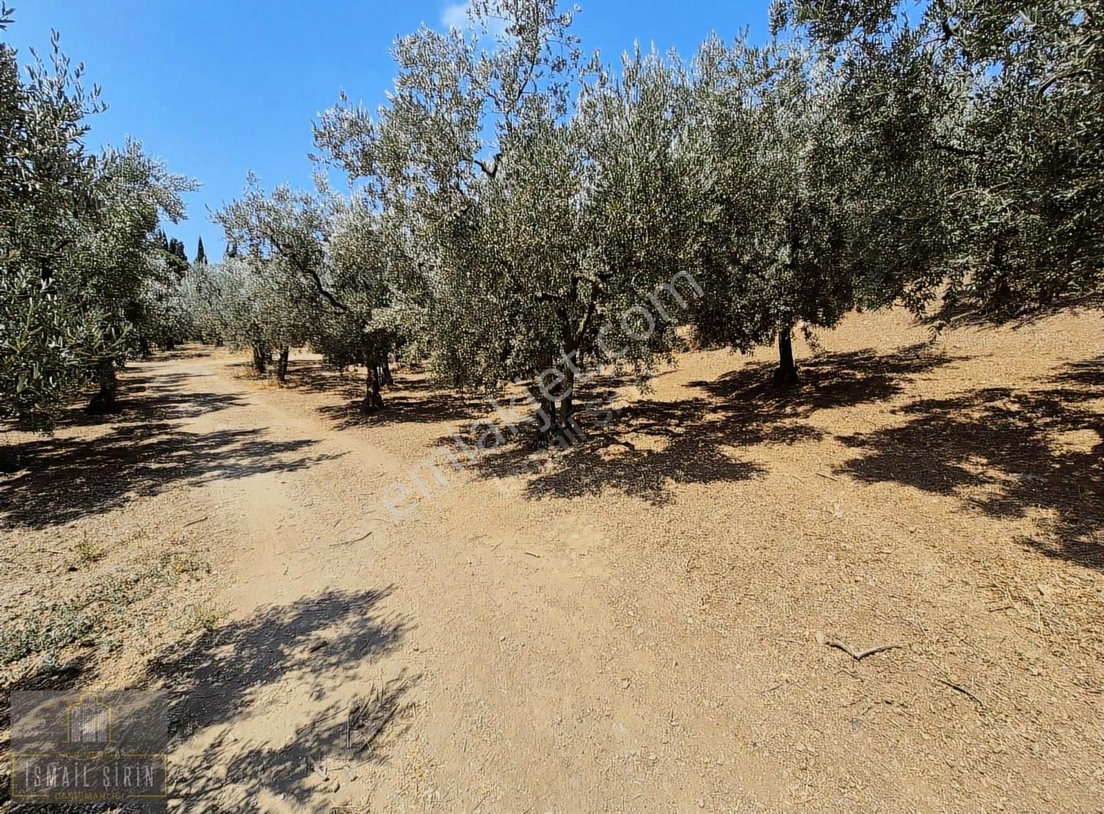 İsmail Şirinden Kumla Köy Yolunda Asfalta 50mt Konut İmarlı Arsa - Görsel 18