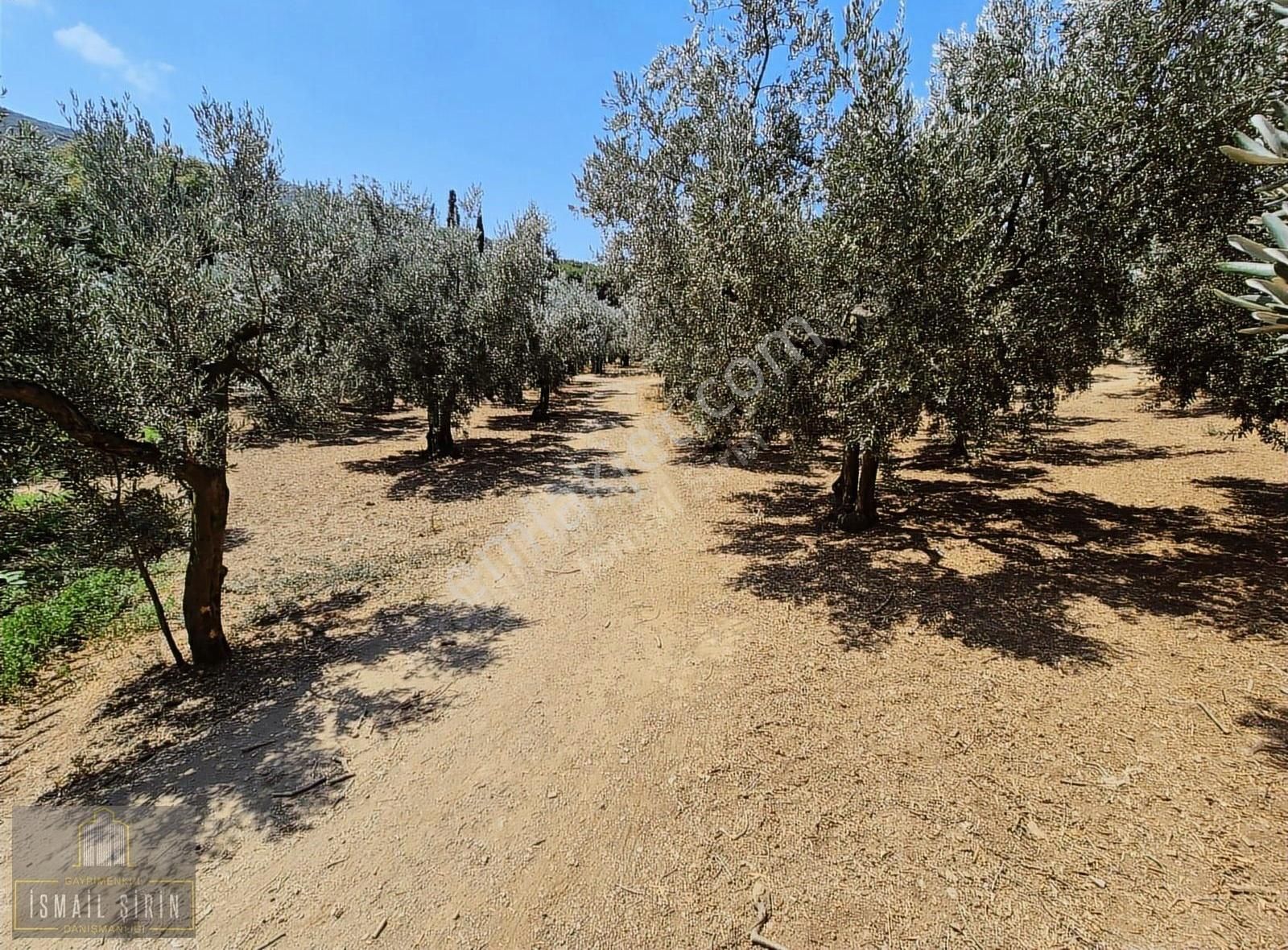 İsmail Şirinden Kumla Köy Yolunda Asfalta 50mt Konut İmarlı Arsa - Görsel 5