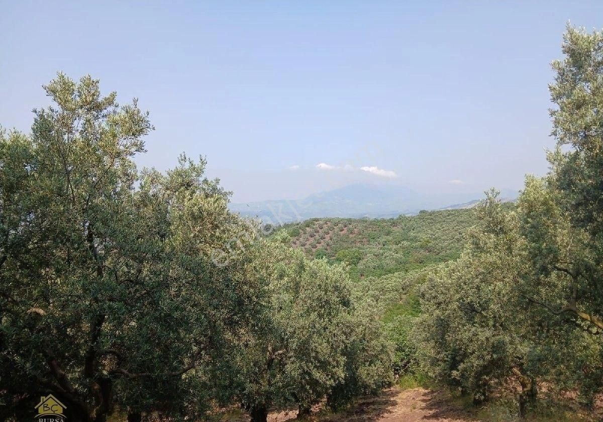 Bursa Osmangazi Dürdane Köyün De 5000 M2 Yaırımlık Ve Hobilik Zeytinlik - Görsel 11