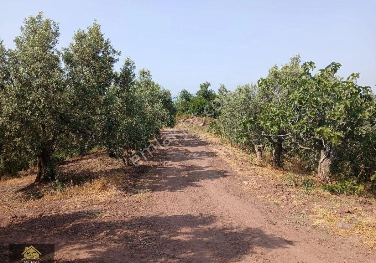 Bursa Osmangazi Dürdane Köyün De 5000 M2 Yaırımlık Ve Hobilik Zeytinlik - Görsel 14