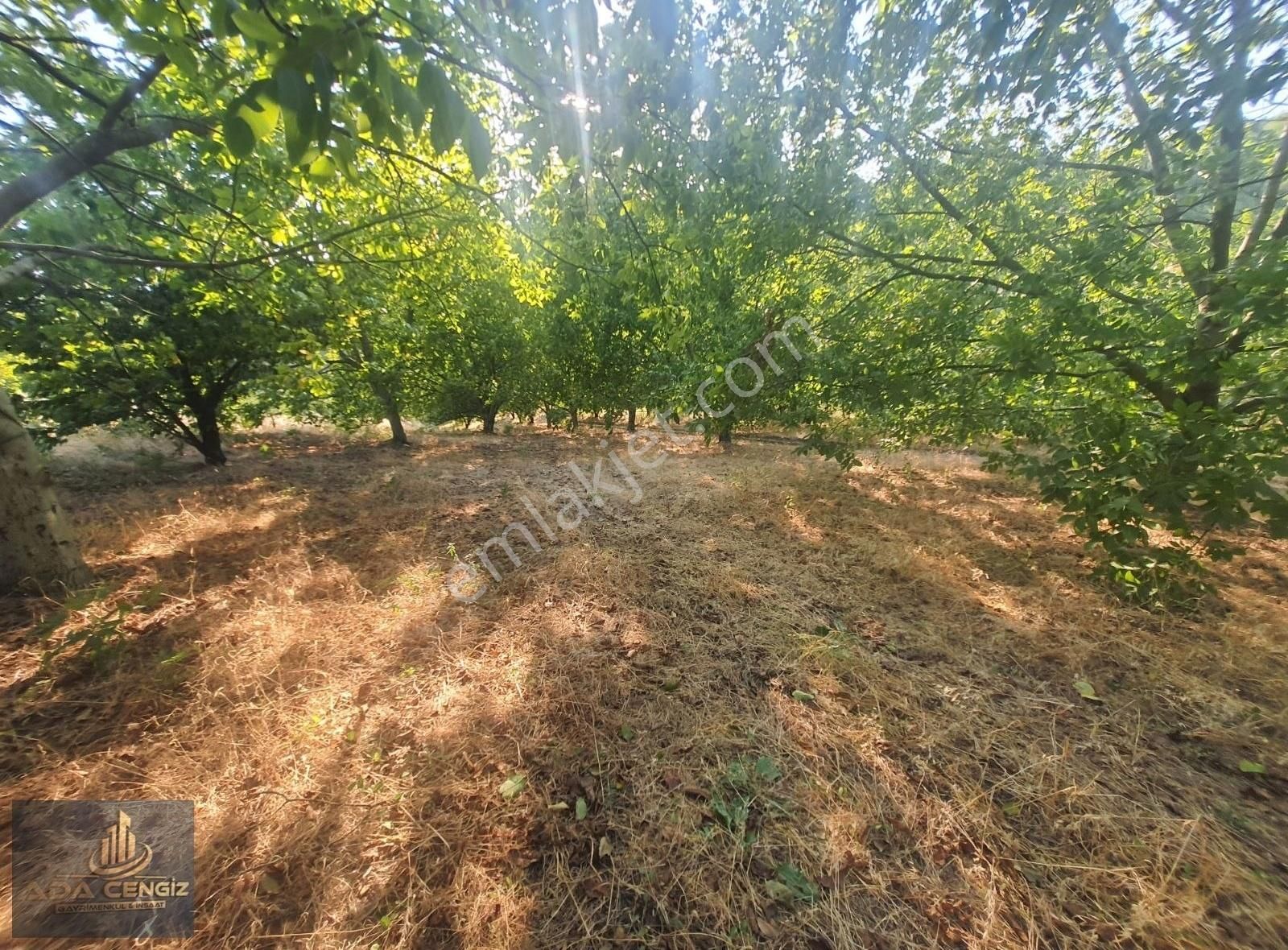 Yerleşim Yerinde Yetişkin Meyve Bahçesi - Görsel 24