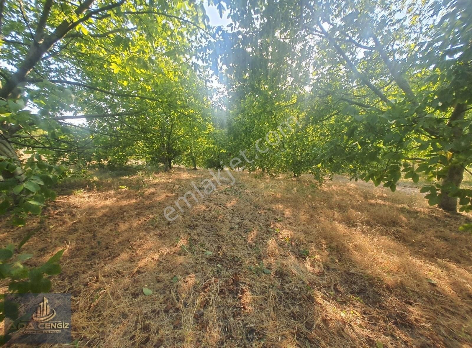 Yerleşim Yerinde Yetişkin Meyve Bahçesi - Görsel 17