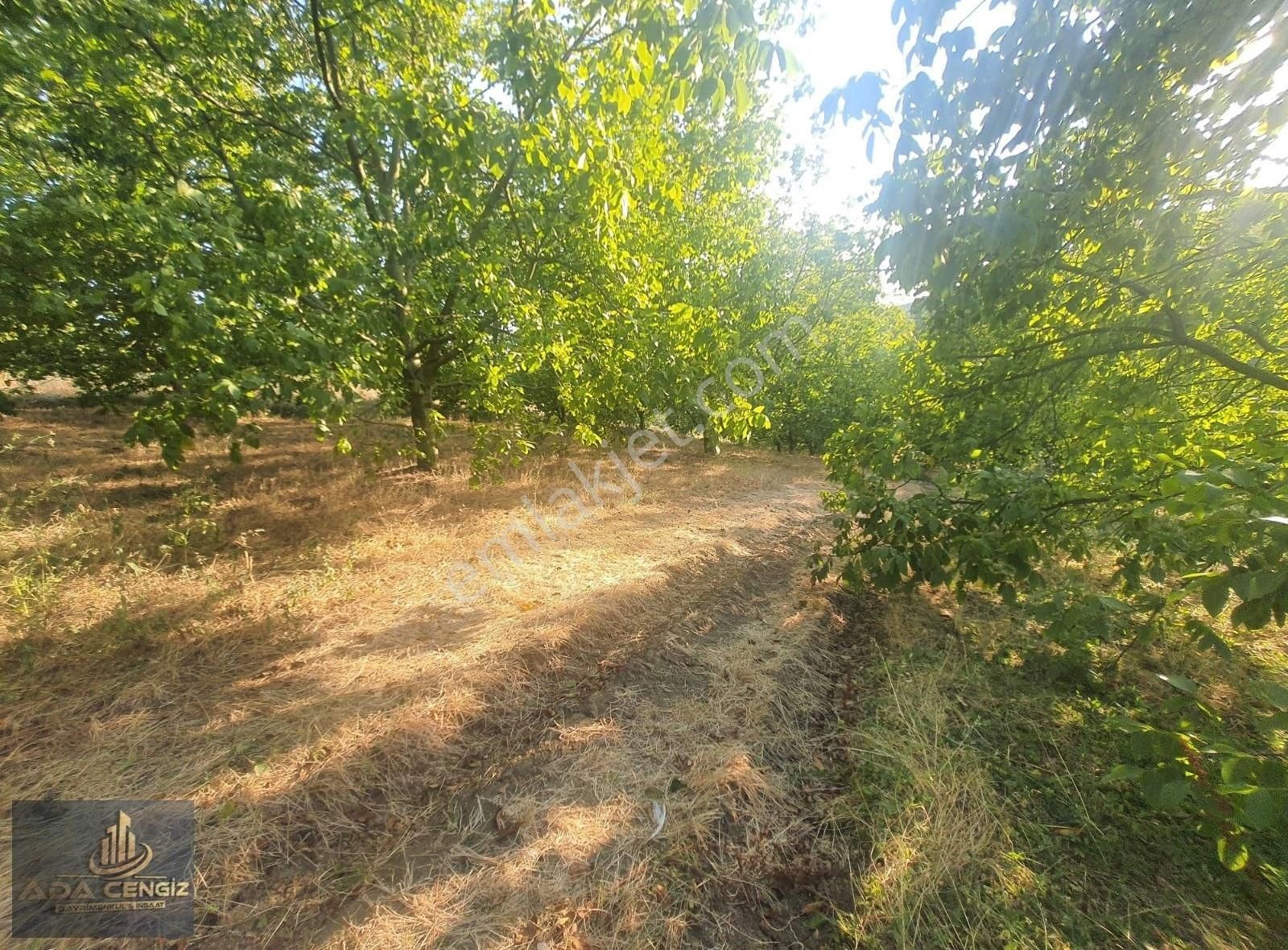 Yerleşim Yerinde Yetişkin Meyve Bahçesi - Görsel 19