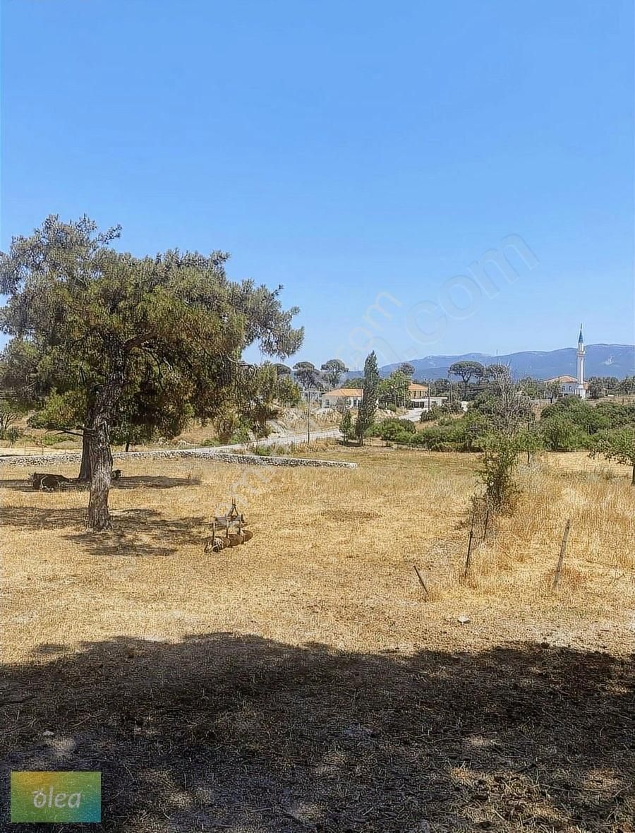Milas Çamlıyurt Mahallesinde Satılık Tarla