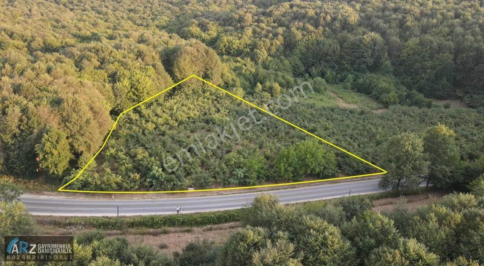 Şile-ağva Asfaltına Cephe 3040m2 Yetişkin Fındıklık!
