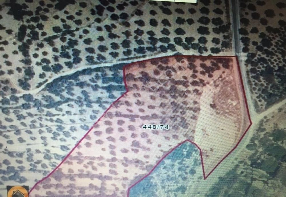 Burhaniye Şarköy. 16800 M2 Zeytinlik Satılık