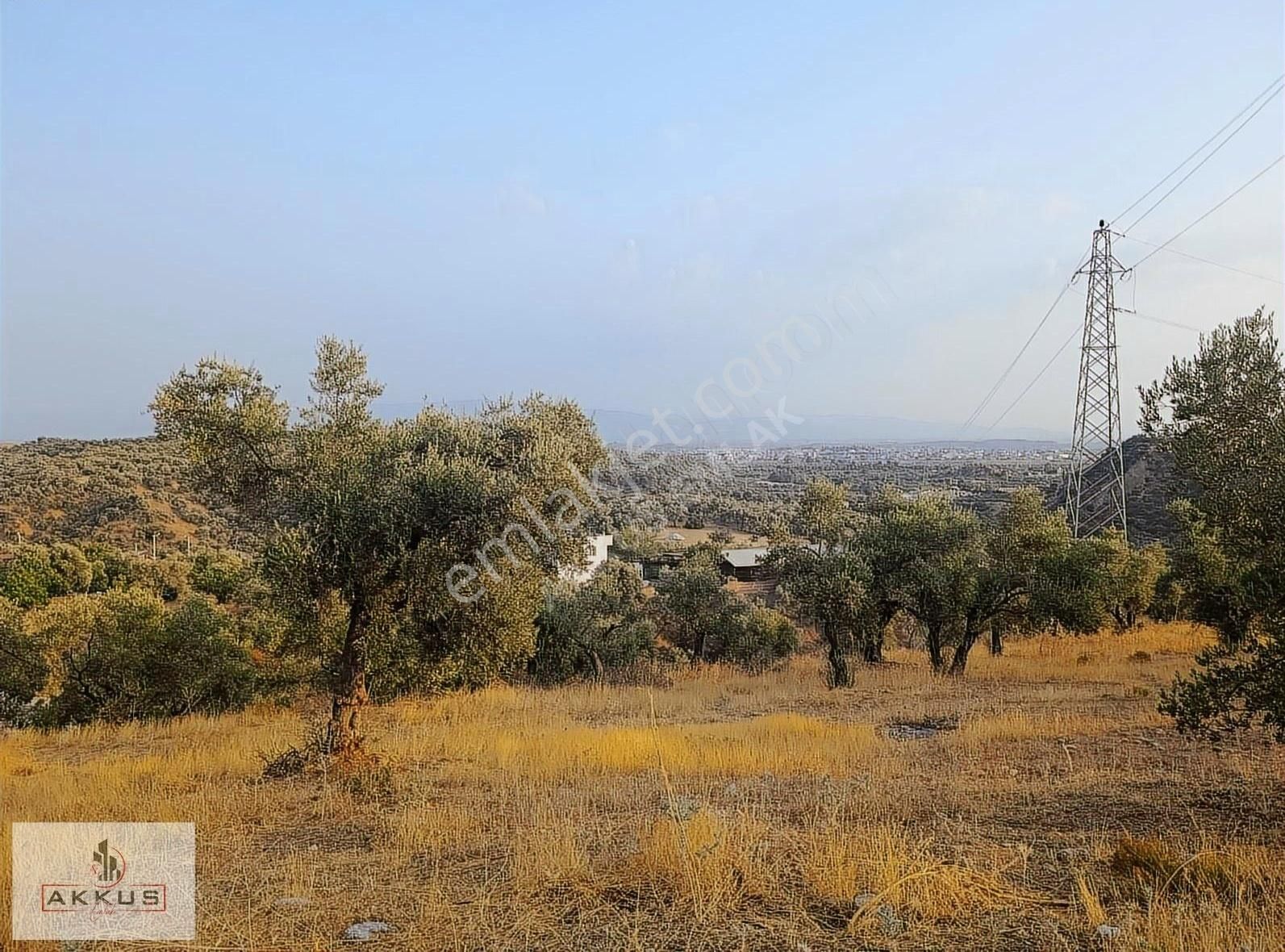 Akkuş Emlak'tan Köye 100 Metre Mesafede Zeytinlik