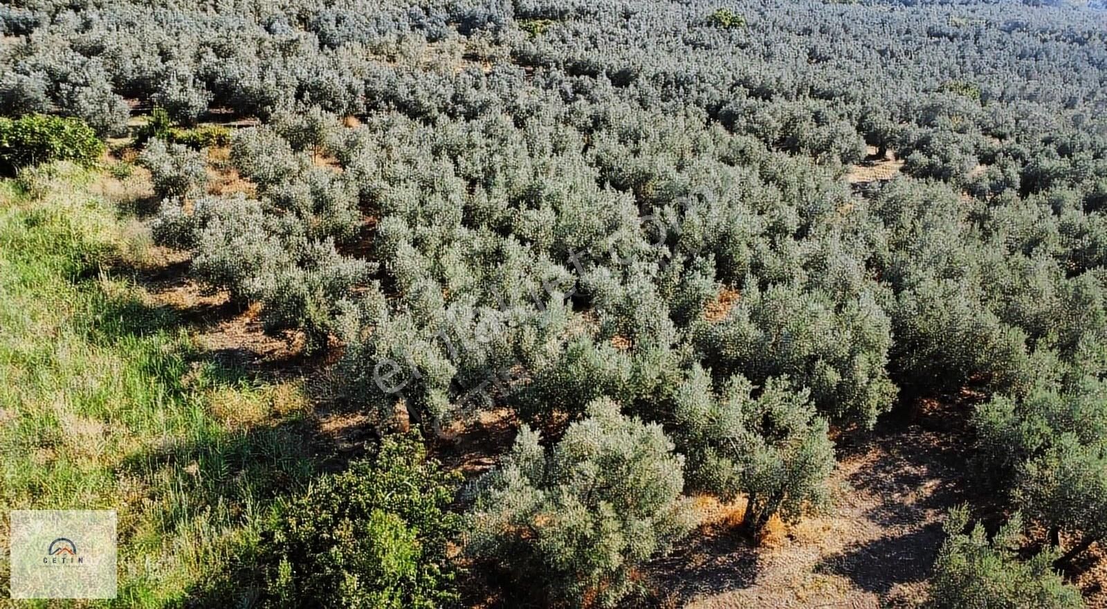 Bursa Mudanya Trilye Talatbey Yola Cephe Zeytinlik - Görsel 3