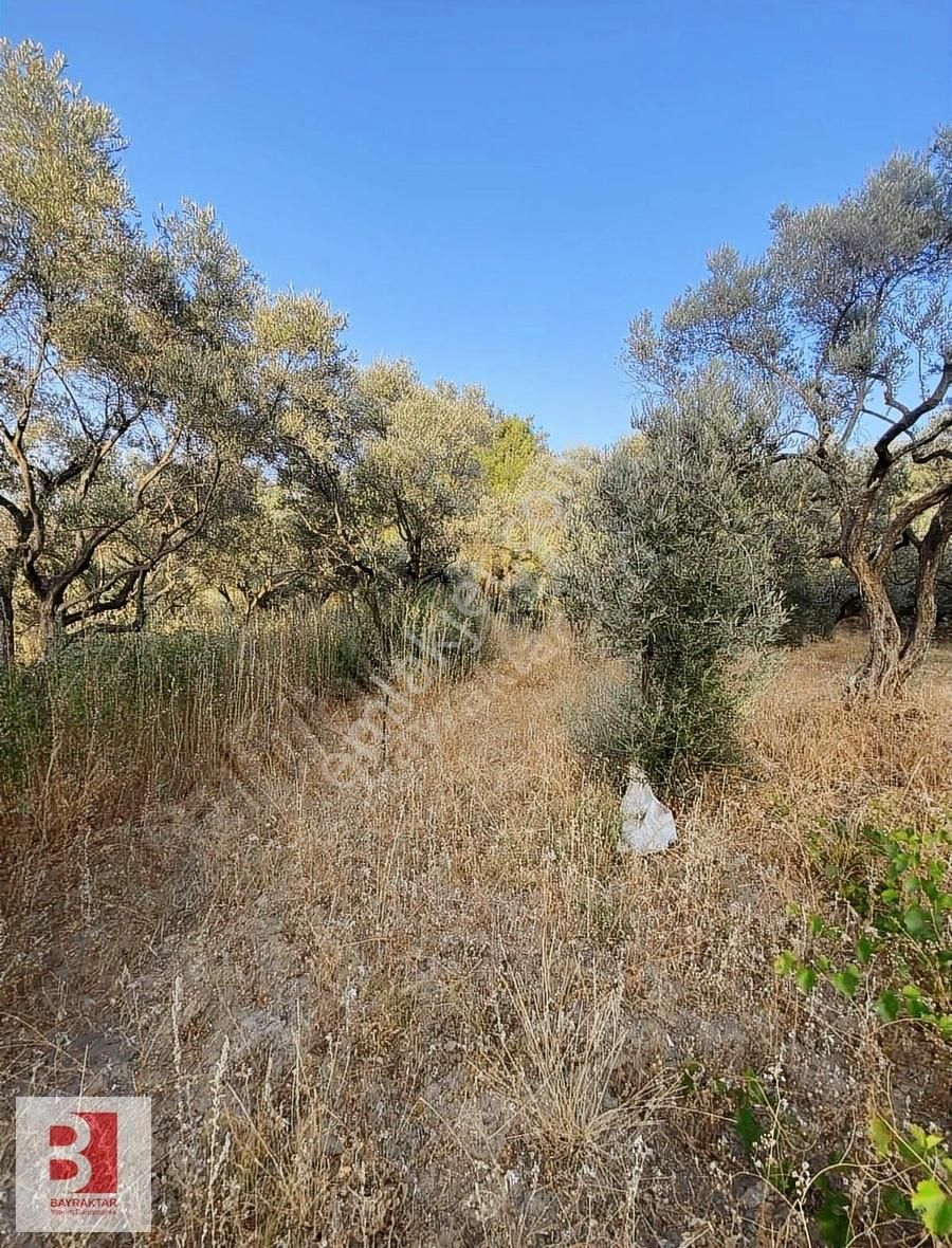 Kemalpaşa Armutlu'da Merkeze Yakın 862 M2 Satılık Zeytinlik - Görsel 3