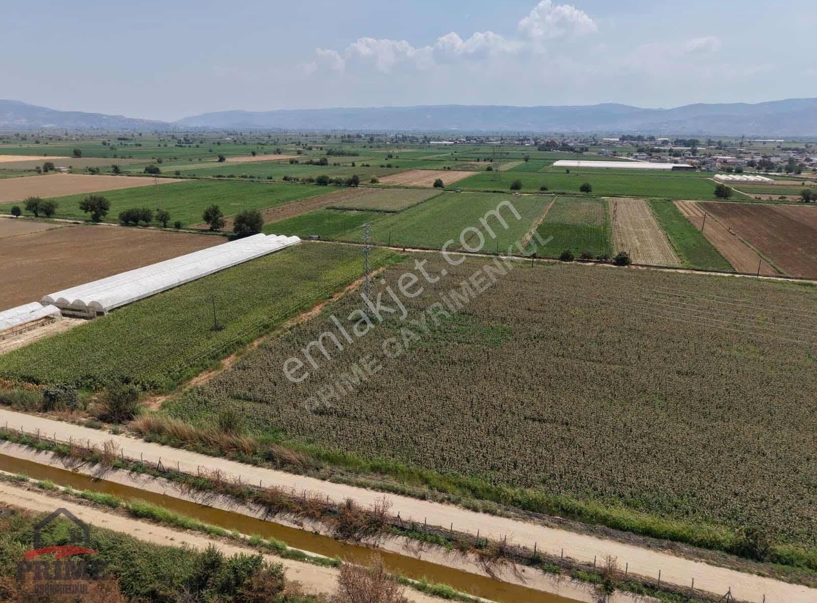 Aydın Efeler Kardeşköy De 21.500 M2 Ekilebilir Tarla