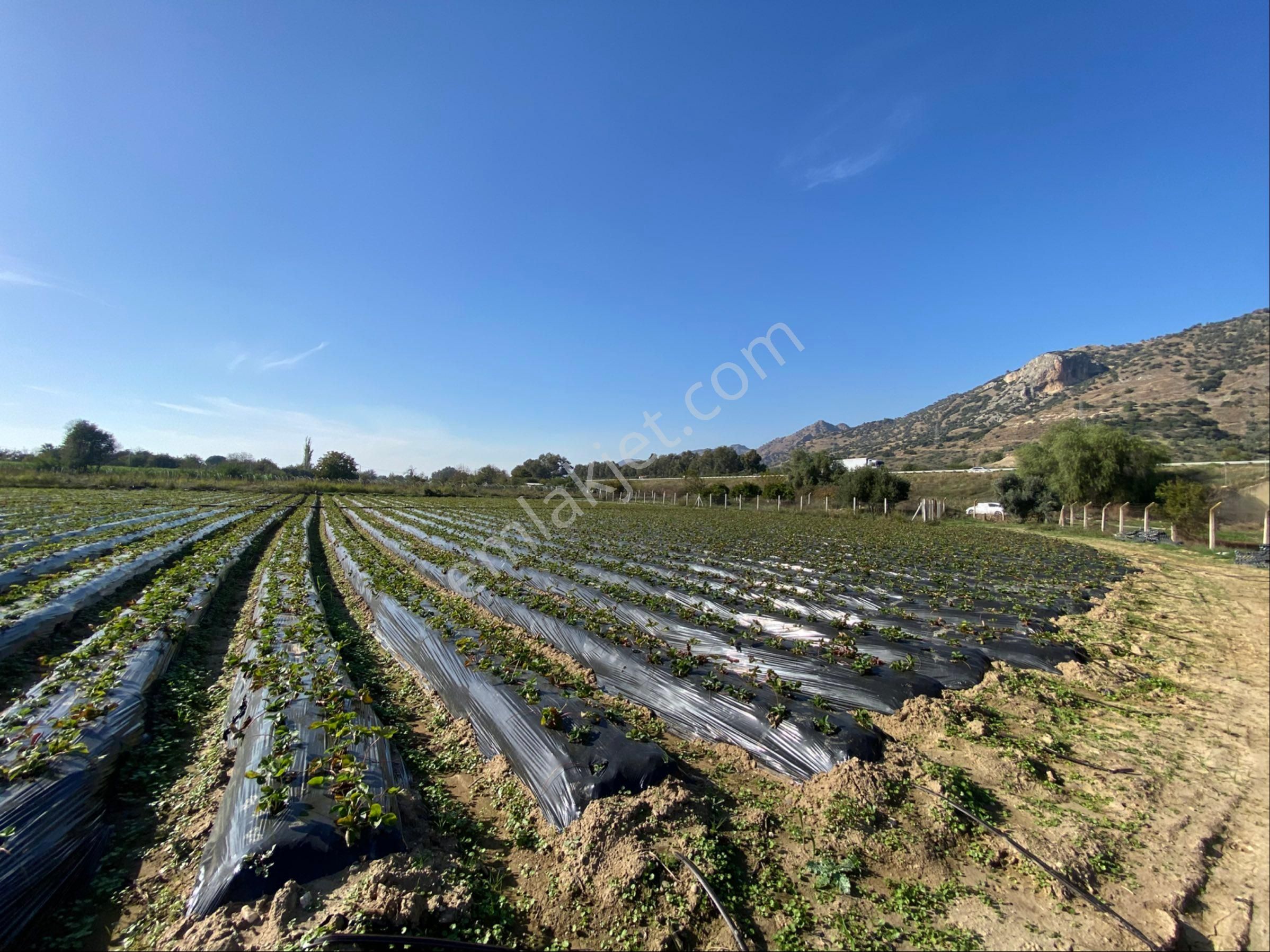 Aydın Efeler Kızılcaköy De Satılık 6.500 M2 Hisseli Tarla - Görsel 17