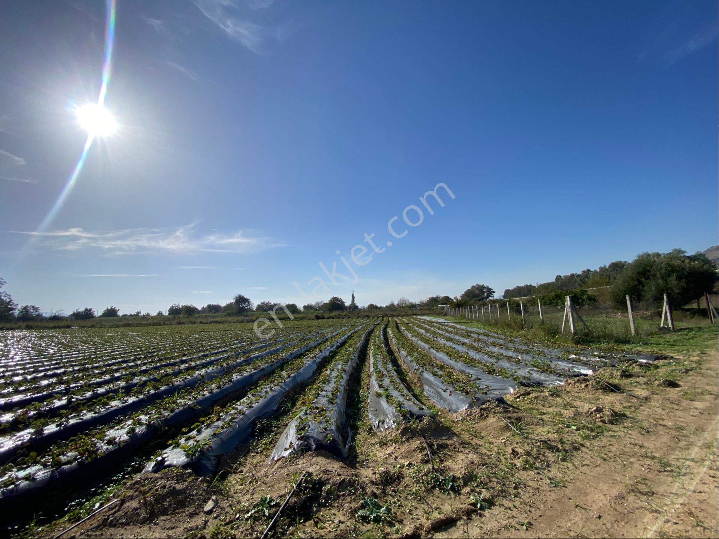 Aydın Efeler Kızılcaköy De Satılık 6.500 M2 Hisseli Tarla - Görsel 6