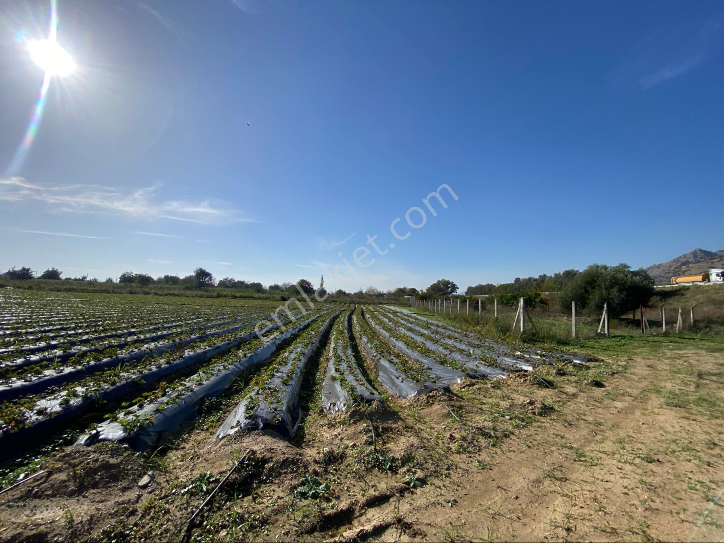 Aydın Efeler Kızılcaköy De Satılık 6.500 M2 Hisseli Tarla - Görsel 4