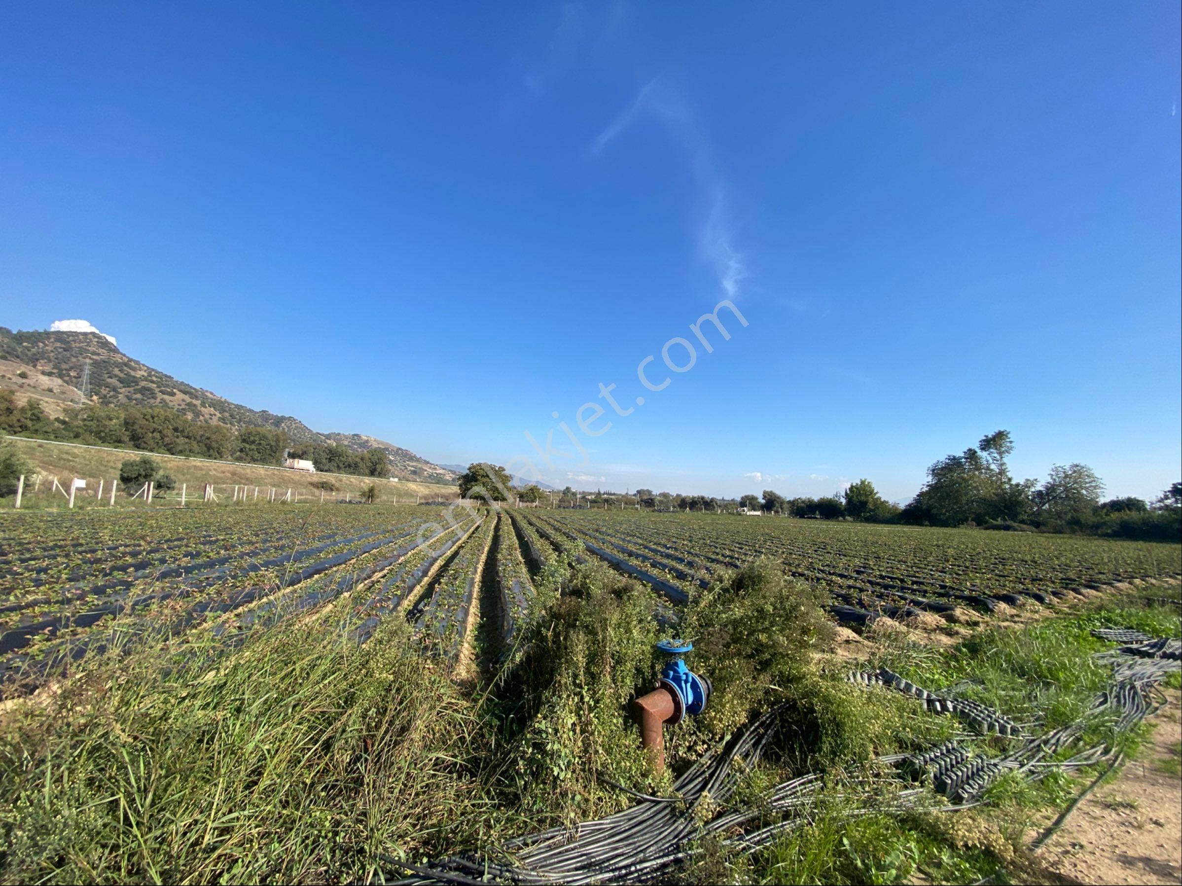 Aydın Efeler Kızılcaköy De Satılık 6.500 M2 Hisseli Tarla - Görsel 29