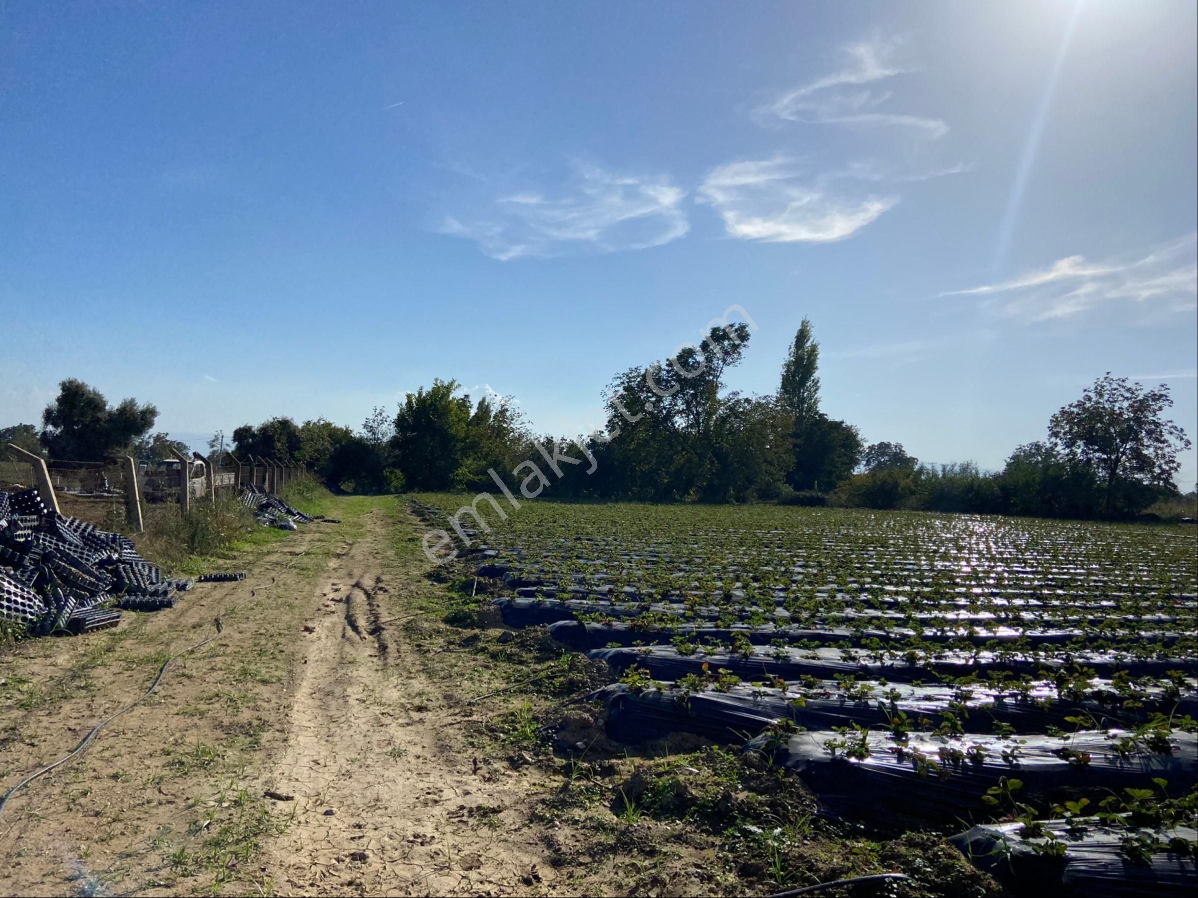 Aydın Efeler Kızılcaköy De Satılık 6.500 M2 Hisseli Tarla - Görsel 15