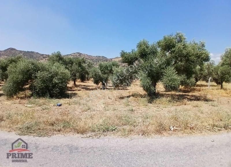 Aydın Efeler Kızılcaköy De Satılık 6.500 M2 Hisseli Tarla