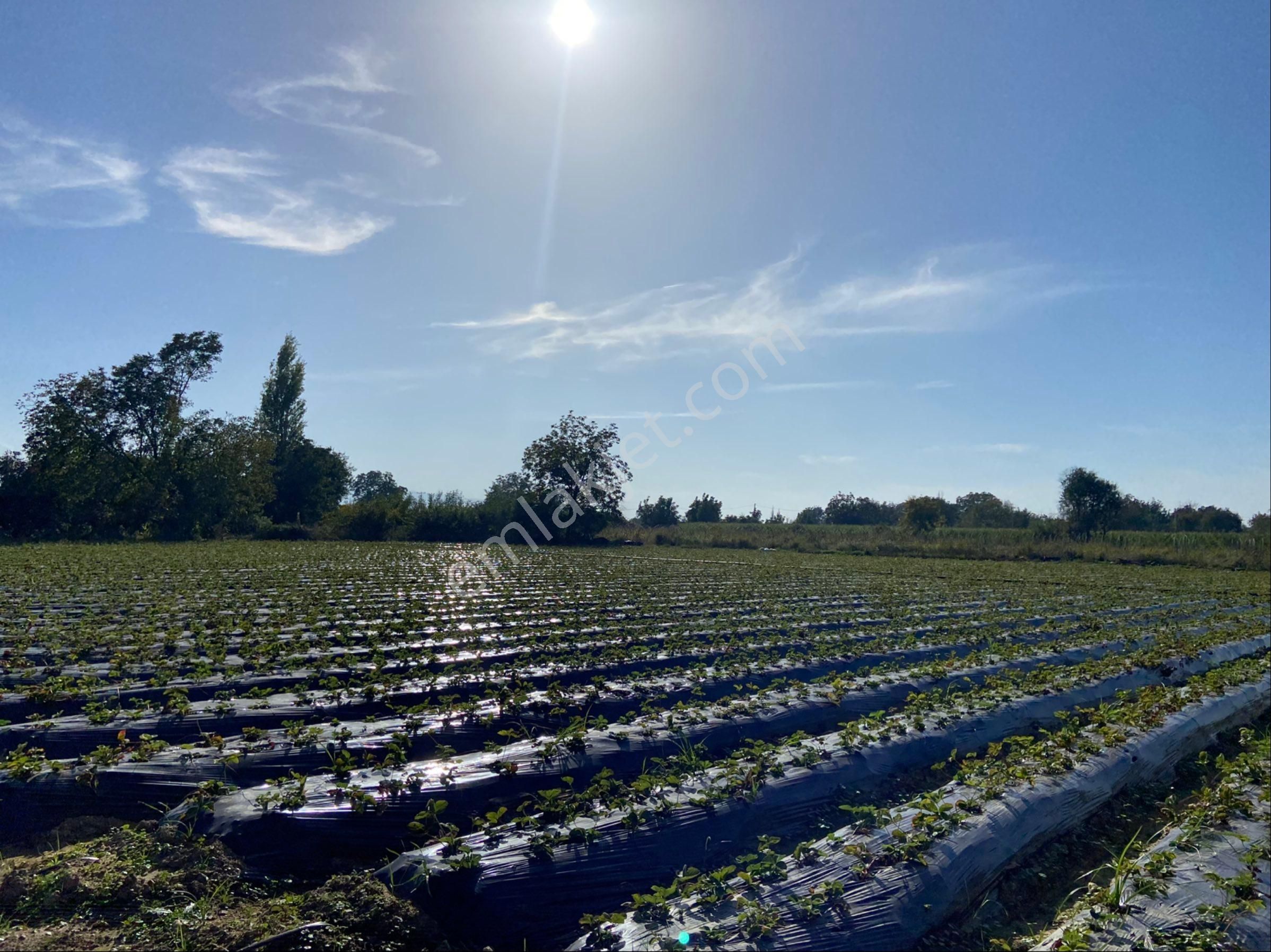Aydın Efeler Kızılcaköy De Satılık 6.500 M2 Hisseli Tarla - Görsel 14
