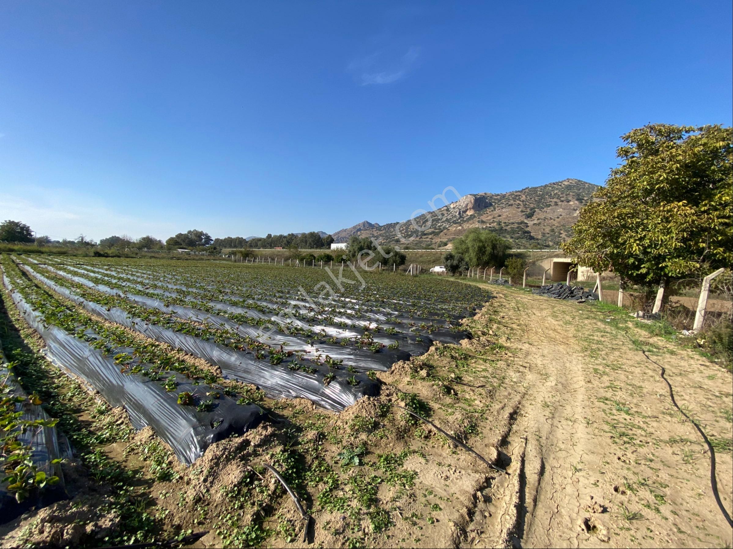 Aydın Efeler Kızılcaköy De Satılık 6.500 M2 Hisseli Tarla - Görsel 16