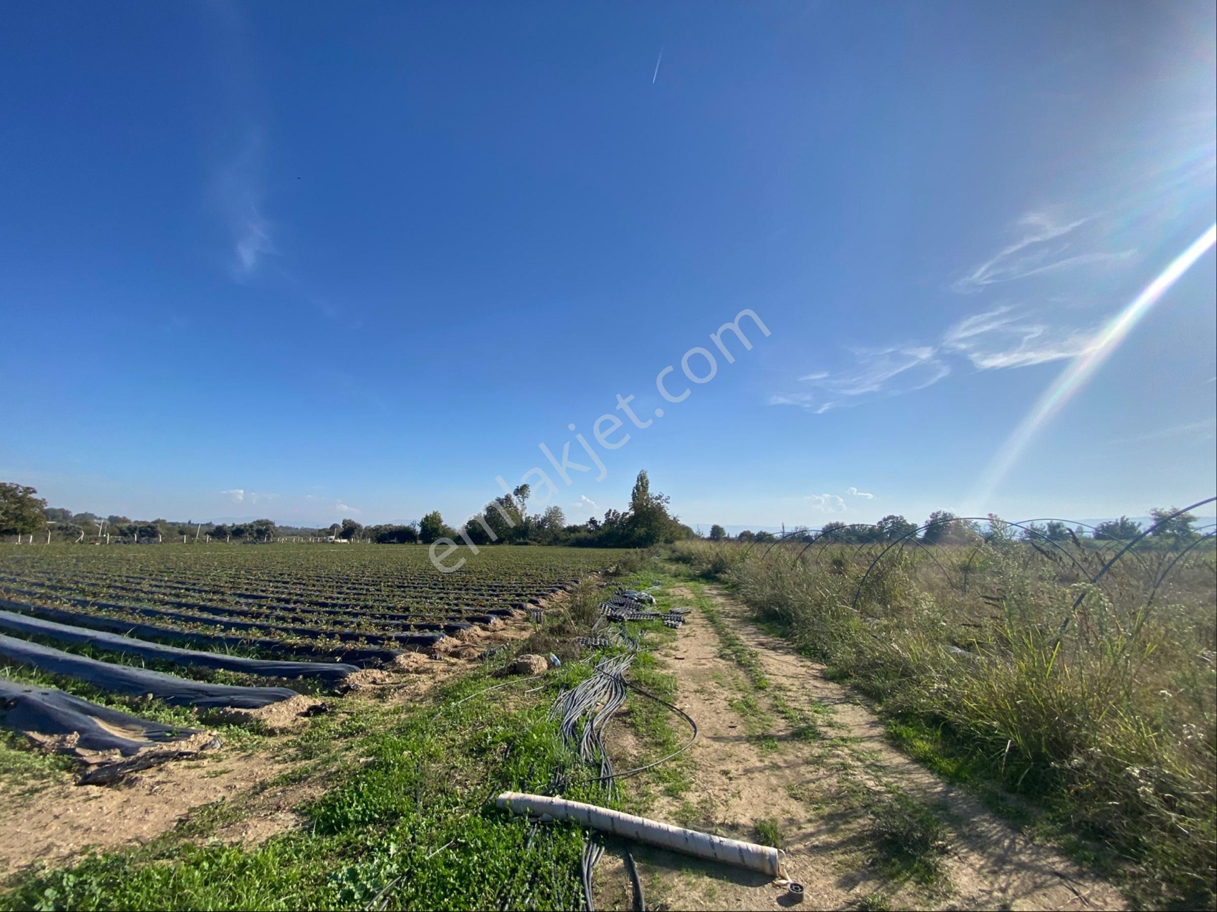 Aydın Efeler Kızılcaköy De Satılık 6.500 M2 Hisseli Tarla - Görsel 23