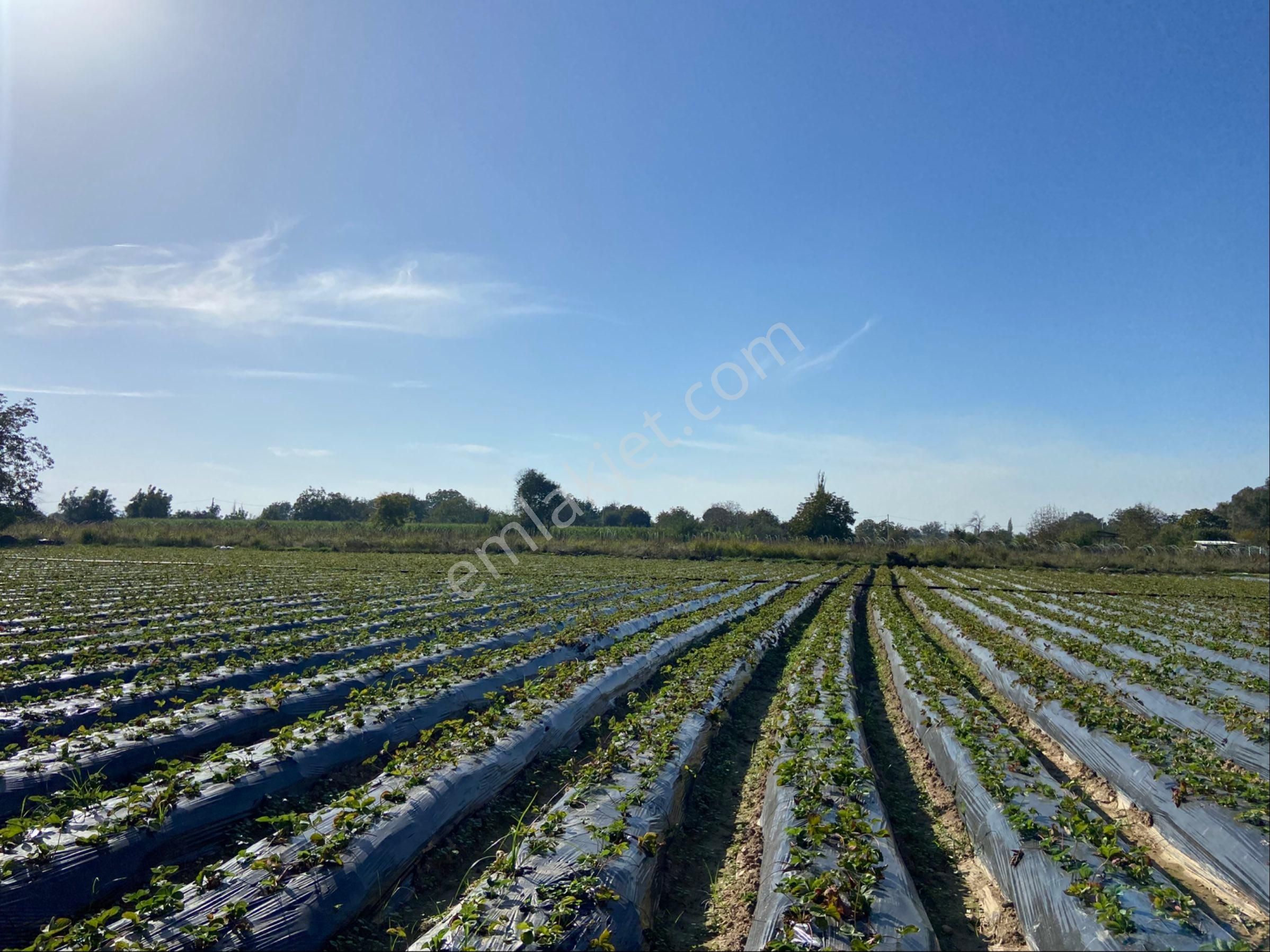 Aydın Efeler Kızılcaköy De Satılık 6.500 M2 Hisseli Tarla - Görsel 13