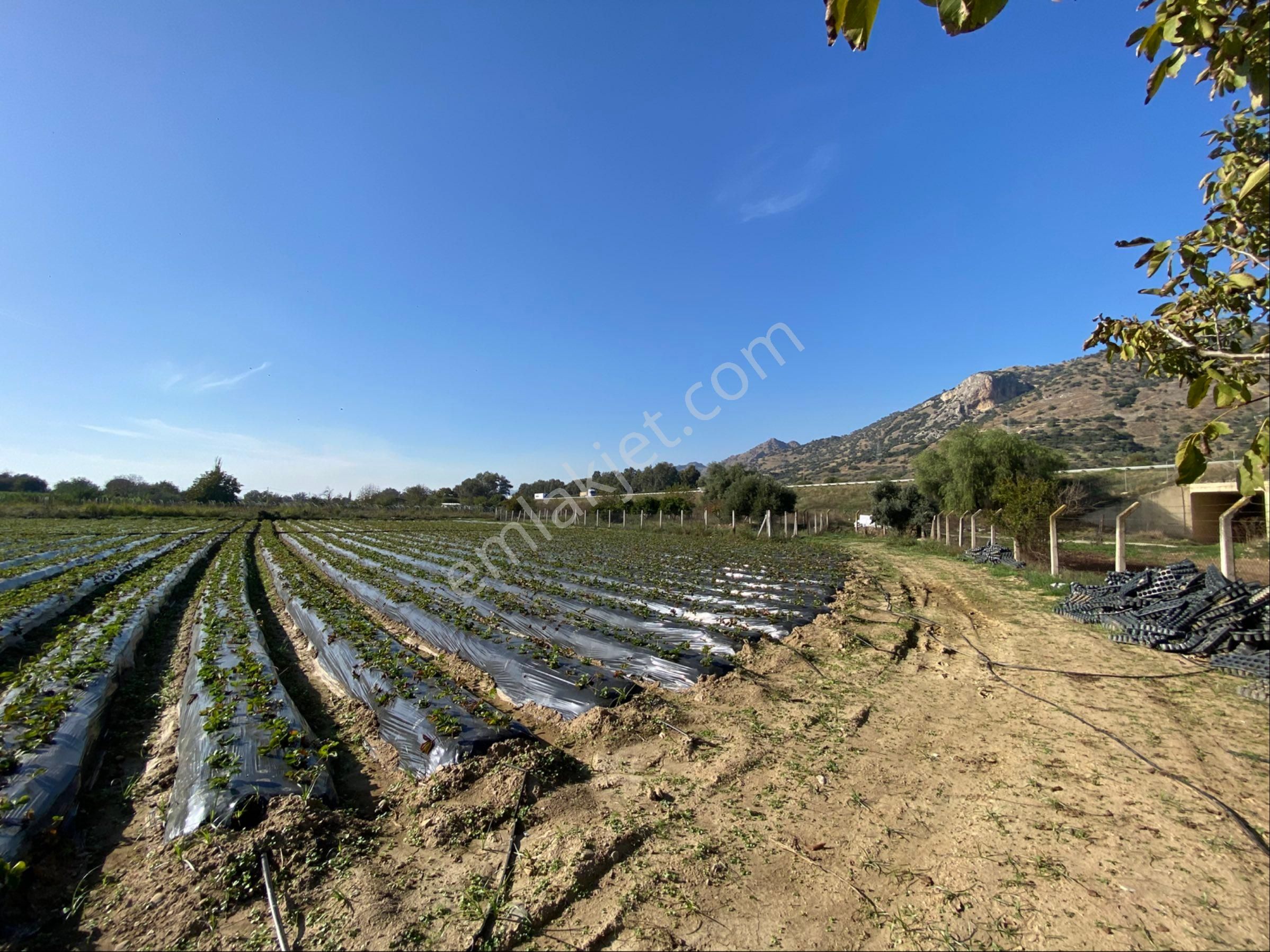 Aydın Efeler Kızılcaköy De Satılık 6.500 M2 Hisseli Tarla - Görsel 9