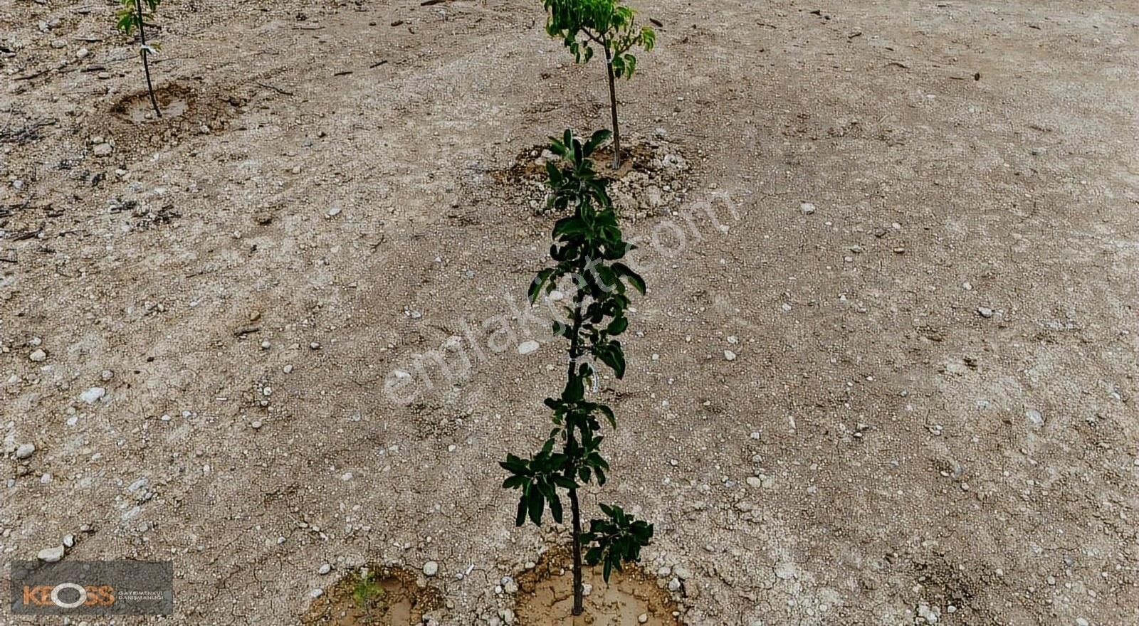 Kızılören De Doga Harikasi Ahsap Evli Bahcemiz Satılık Tır - Görsel 5