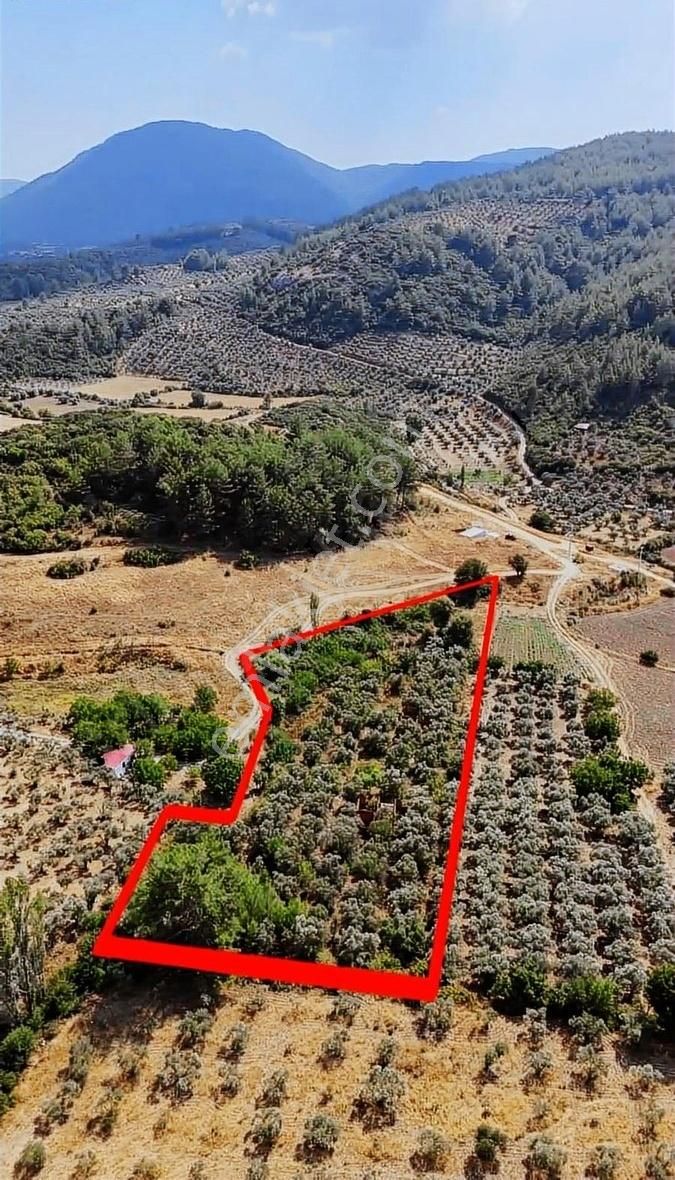 Acil Muğla Kafacada Ticari İmara Yakın Harika Parsel
