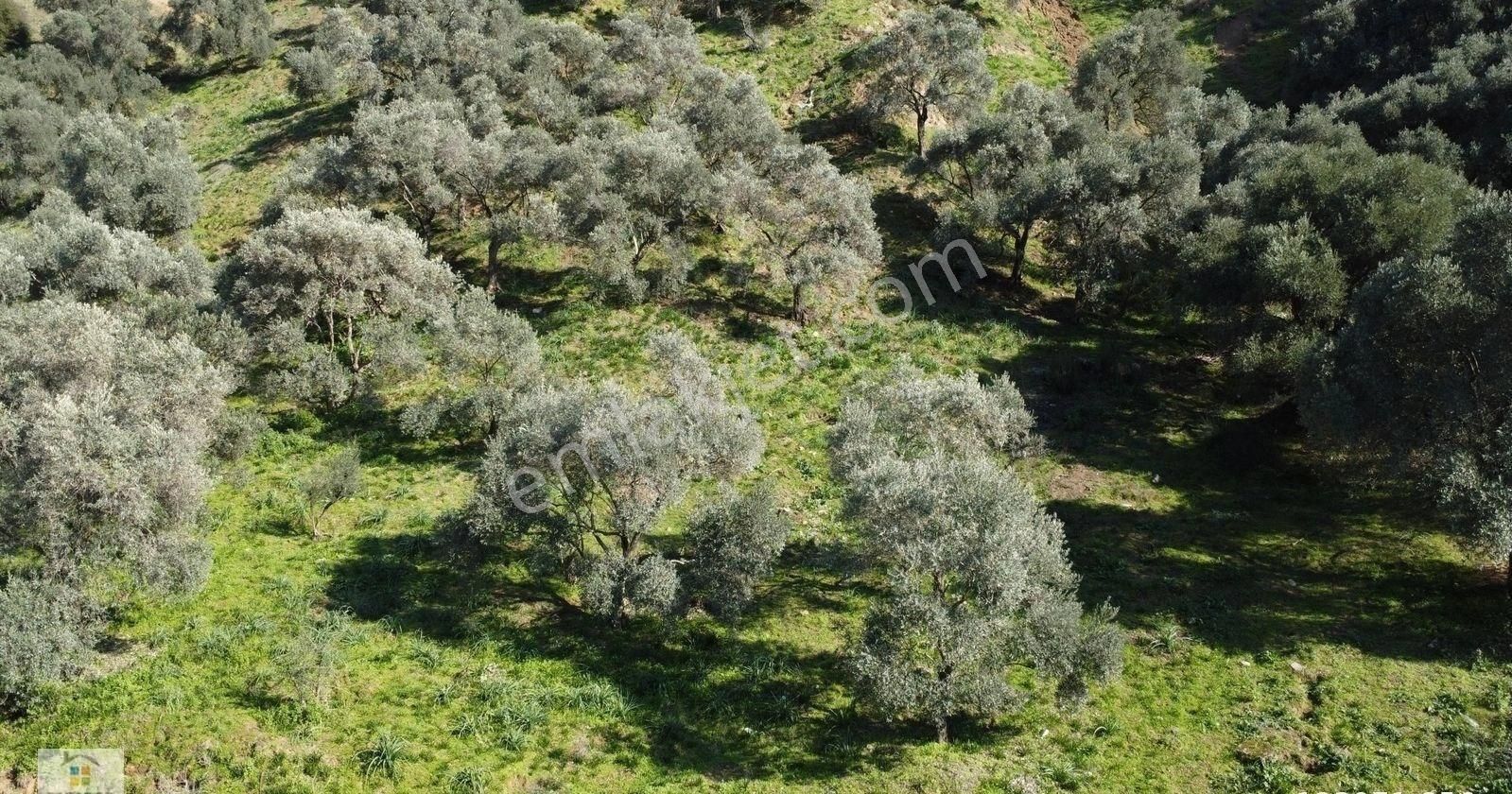 Aydın Sultanhisar Atça Mahallesinde Satılık 2377 M² Zeytinlik - Görsel 9