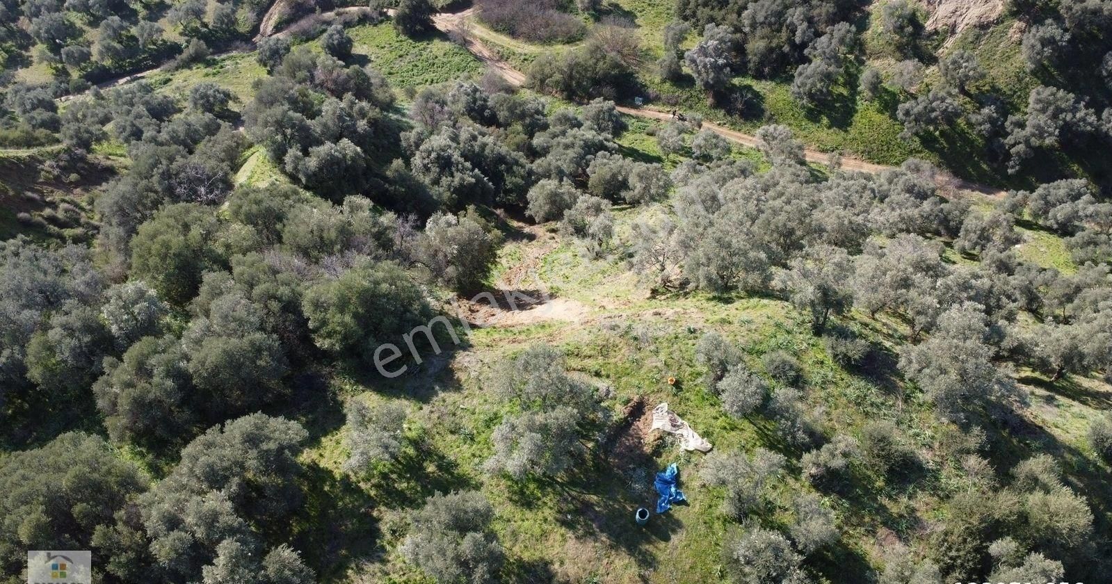 Aydın Sultanhisar Atça Mahallesinde Satılık 2377 M² Zeytinlik - Görsel 12