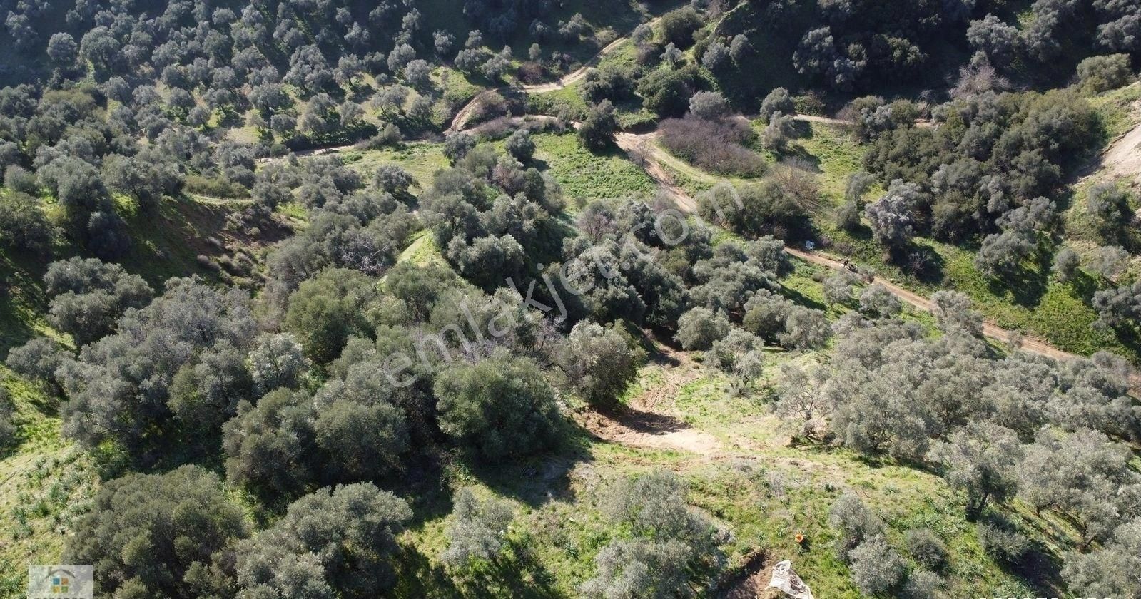 Aydın Sultanhisar Atça Mahallesinde Satılık 2377 M² Zeytinlik - Görsel 17