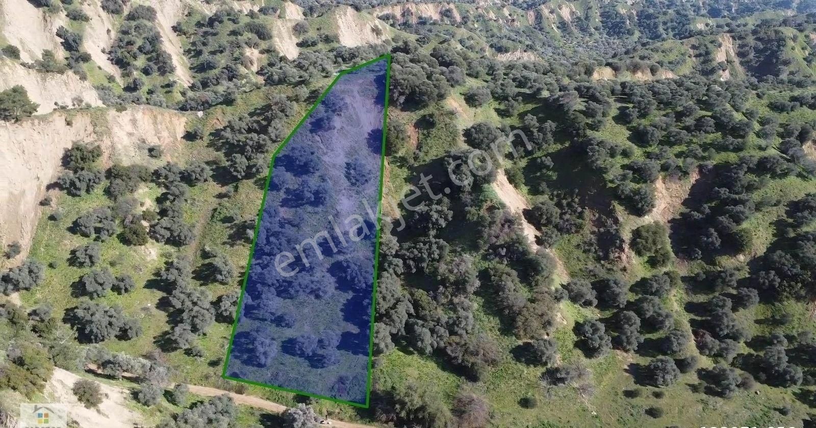 Aydın Sultanhisar Atça Mahallesinde Satılık 2377 M² Zeytinlik - Görsel 13